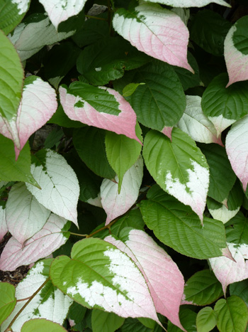 Actinidia kolomikta (2) JWC blog