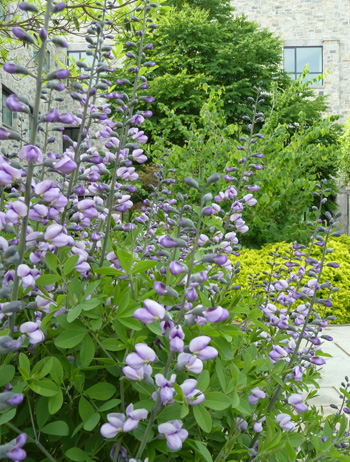 Baptisia 'Purple Smoke' (1) JWC blog