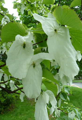 Davidia involucrata JWC blog