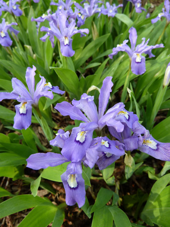 Iris cristata (1) JWC blog