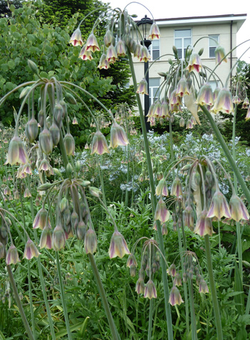 Nectaroscordum siculum (1) JWC blog