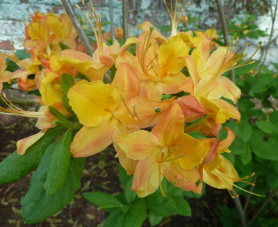 Rhododendron calendulaceum (1) JWC blog