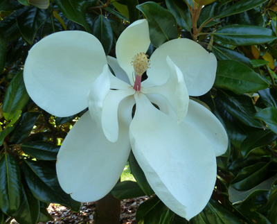 Magnolia grandiflora flower (1) JWC blog