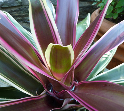 Neoregelia 'Raphael' (1) JWC blog