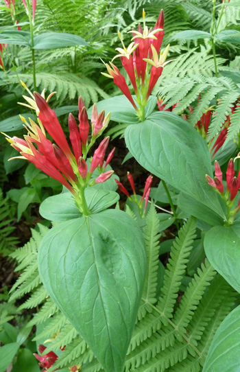 Spigelia marilandica (3) JWC cropped blog