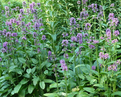 Stachys monieri 'Hummelo' (1) JWC