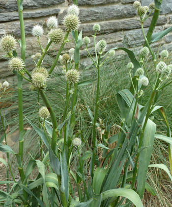 Eryngium yuccifolium (1) JWC