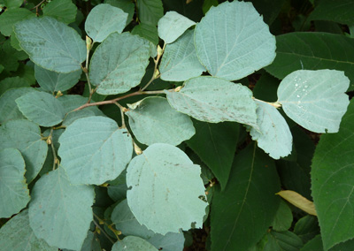 Fothergilla major 'Blue Shadow' (3) JWC