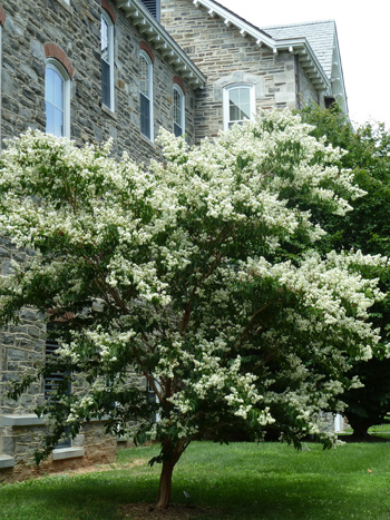 Lagerstroemia faurei 'Fantasy' tree (4) JWC