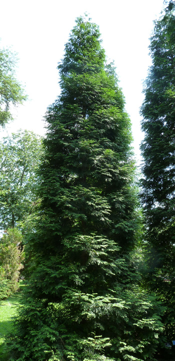 Thuja 'Green Giant' (2) cropped JWC