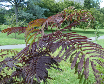 Albizia julibrissin 'Summer Chocolate' (1) JWC