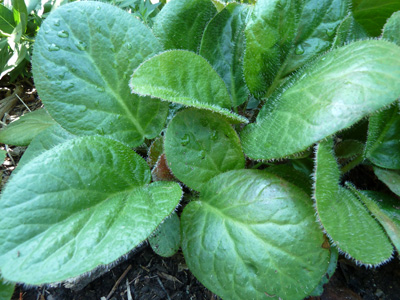 Bergenia ciliata (3) JWC