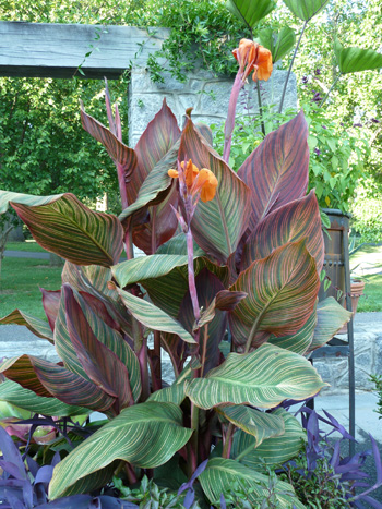 Canna 'Tropicanna' (R) 2011 Cosby containers JWC