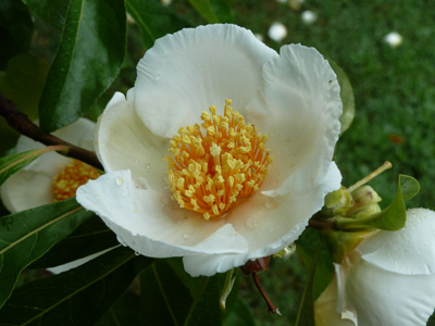 Franklinia alatamaha flower (2) JWC