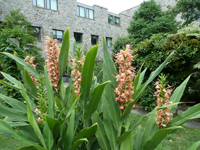 Hedychium 'Flaming Torch' (2) JWC