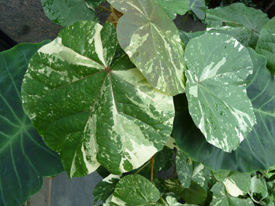 Hibiscus tiliaceus 'Variegata' (1) JWC