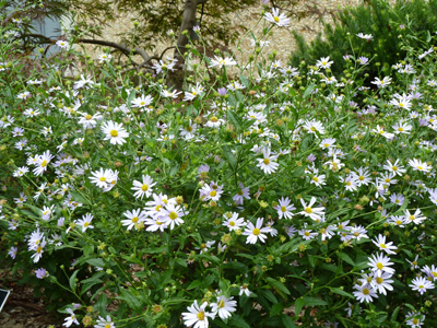 Kalimeris incisa 'Blue Star'