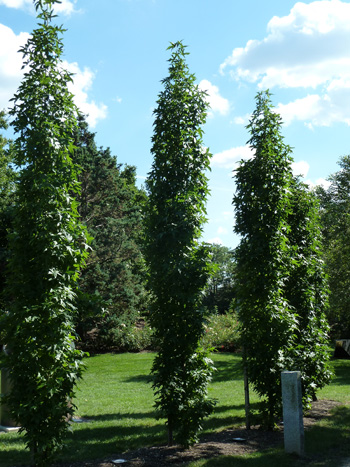 Liquidambar styraciflua 'Slender Silhouette' Grounds for Sculpture (2) JWC