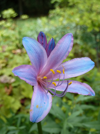 Lycoris sprengeri flower (2) JWC