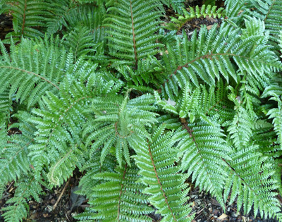 Polystichum polyblepharum (1) JWC