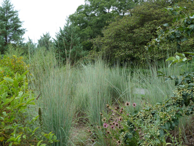 Schizachyrium scoparium Biostream (2) JWC