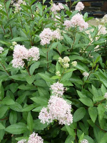 Ceanothus x pallidus var. roseus (1) JWC