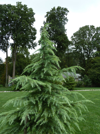 Cedrus deodora 'Silver Mist' JWC