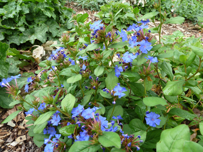 Ceratostigma plumbaginoides (1) JWC