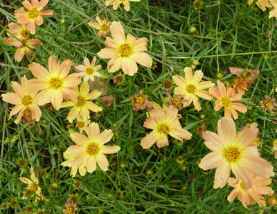 Coreopsis 'Sienna Sunset' (1) JWC