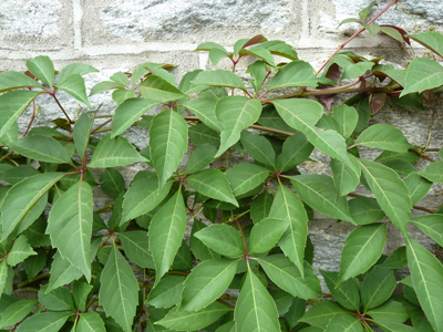 Parthenocissus henryana (1) JWC