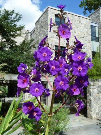 Tibouchina grandifolia bloom photo credit: J. Coceano