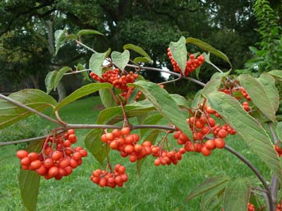 Viburnum setigerum 'Aurantiacum' (1) JWC