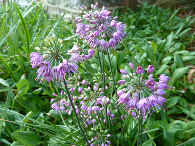 Allium thunbergii 'Ozawa' (2) JWC