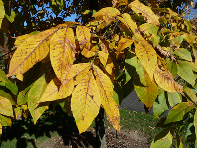 Carya ovata fall color detail (1) JWC