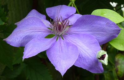 Clematis 'Edo Murasaki' bloom (1) JWC