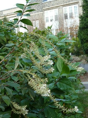 Clethra tomentosa 'Cottondale' (2) JWC