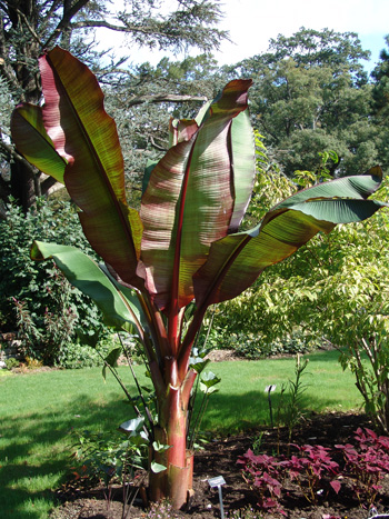 Ensete ventricosum 'Maurelli' (1) JWC