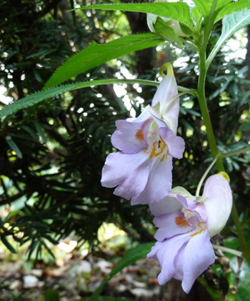 Impatiens arguta (1) JWC