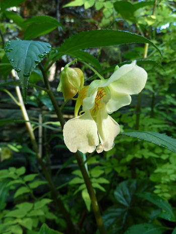 Impatiens mengtszeana (3) JWC