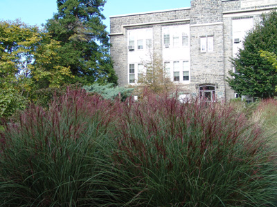 Miscanthus sinensis 'Morning Light' in Nason (2) JWC