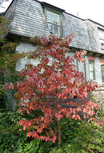 Oxydendrum arboreum Cunningham House (2) JWC