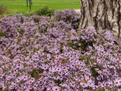 Symphyotrichum oblongifolium 'Raydon's Favorite' photo credit: R. Robert