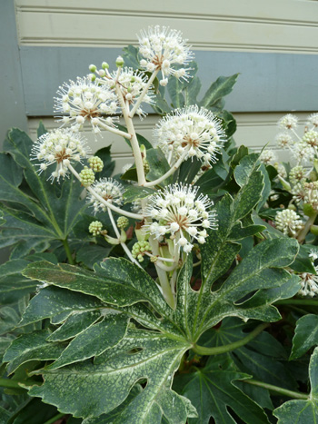 Fatsia japonica 'Spider's Web' (1) JWC