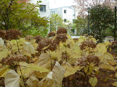 Hydrangea arborescens 'Annabelle' (2) fall JWC