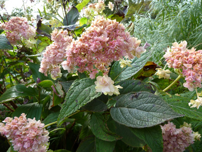 Hydrangea involucrata 'Yokudanka' (1) JWC