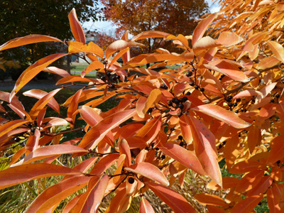 Lindera glauca var. salicifolia fall color (2) JWC