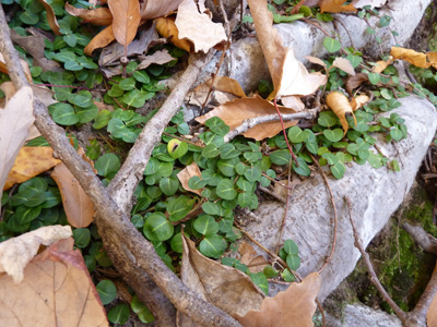 Mitchella repens (1) JWC