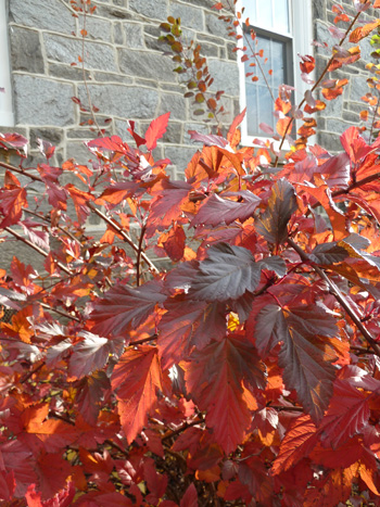 Physocarpus opulifolius Summer WimeTM (1) JWC