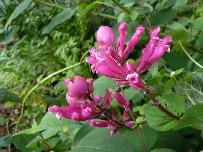 Salvia involucrata (1) JWC