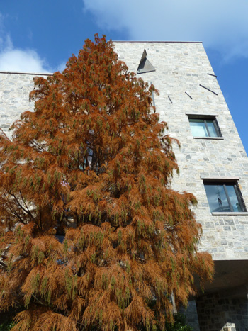 Taxodium ascendens (2) JWC